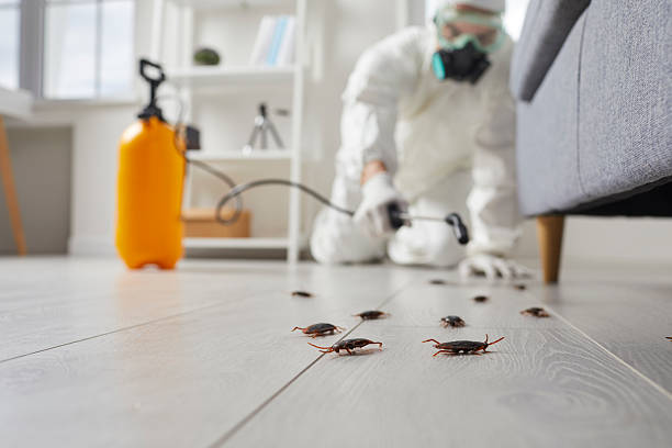 Post-Treatment Bed Bug Interceptor Monitoring in Locust Valley